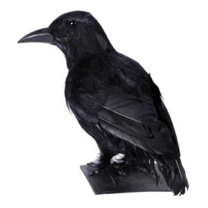 Corvo 30x11x21 cm.